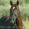 L'importante stallone Don Juan de Cuves è disponibile in Italia