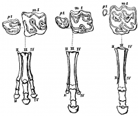 1199093644-evoluzione-del-pied.png