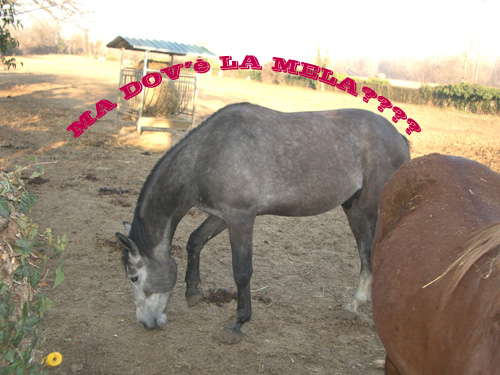 MELA.jpg