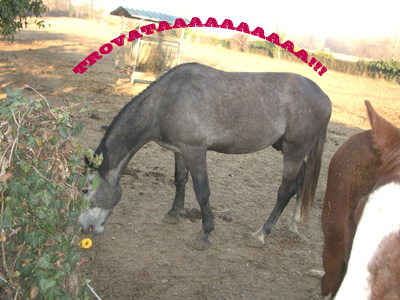 MELA1.jpg