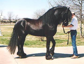 friesian-0008.jpg