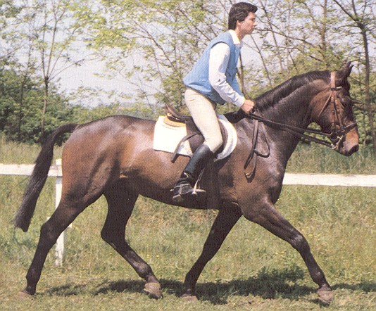 CAVALLO ESAME (Trotto lavoro).jpg