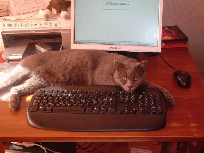 Pino_pc.gif
