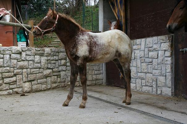 Shake7-pic-.jpg