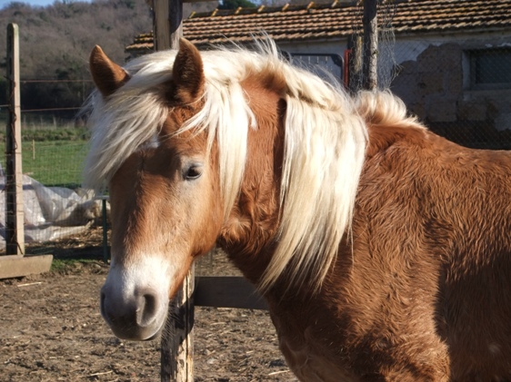 Aramis 1.JPG