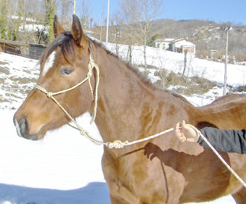 Lady Helen 3.jpg