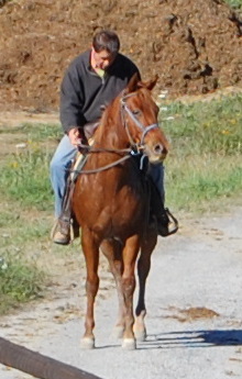 3. Puledro Quarter di 3 anni e mezzo.JPG