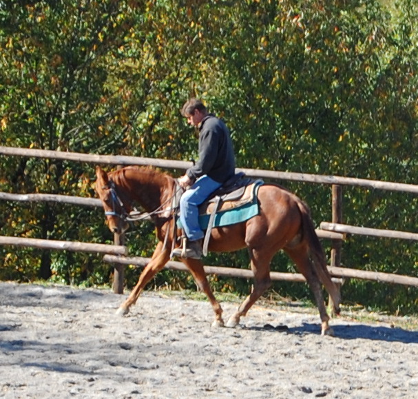4. Puledro Quarter di 3 anni e mezzo.JPG