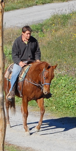 6. Puledro Quarter di 3 anni e mezzo.JPG