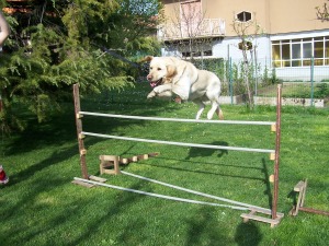 ma sta volando2.jpg