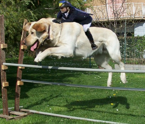 Gran Premio Max mod.jpg