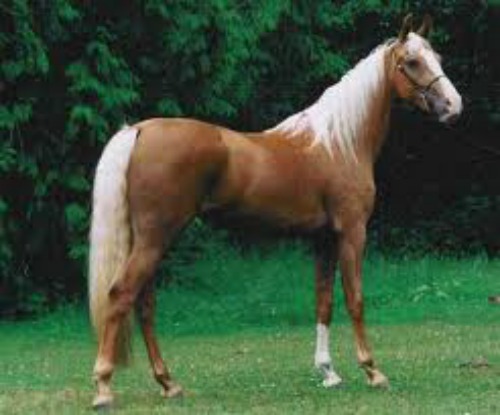 cavallo americano da sella.jpg