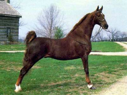 cavallo americano da sella 2.jpg