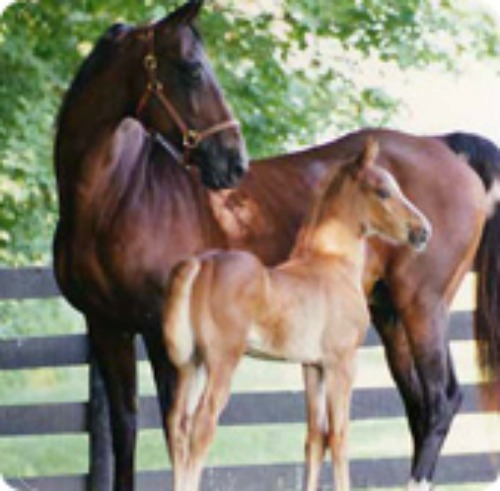 cavallo americano da sella 3.jpg