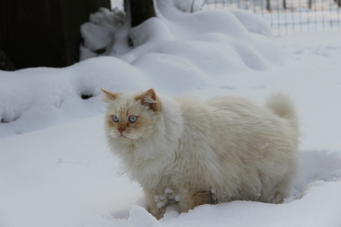 snow.jpg