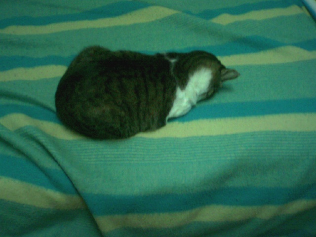 Foto0005.jpg