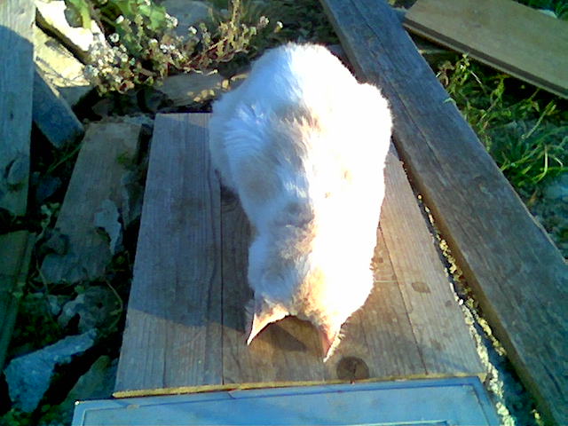 09-03-08-C.jpg