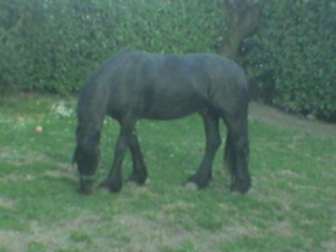 Gurbe1.jpg