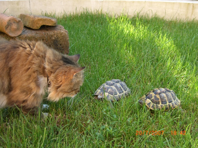 Minette Tortues aout 07.JPG