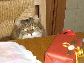Minette 1.JPG