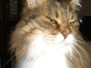 Minette 3.JPG