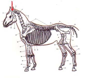 scheletro%20cavallo.jpg