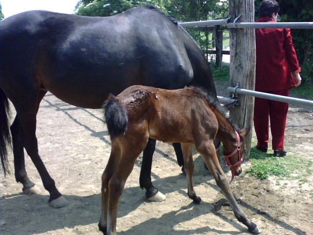 Queeever 2 mese 8.5.08.JPG